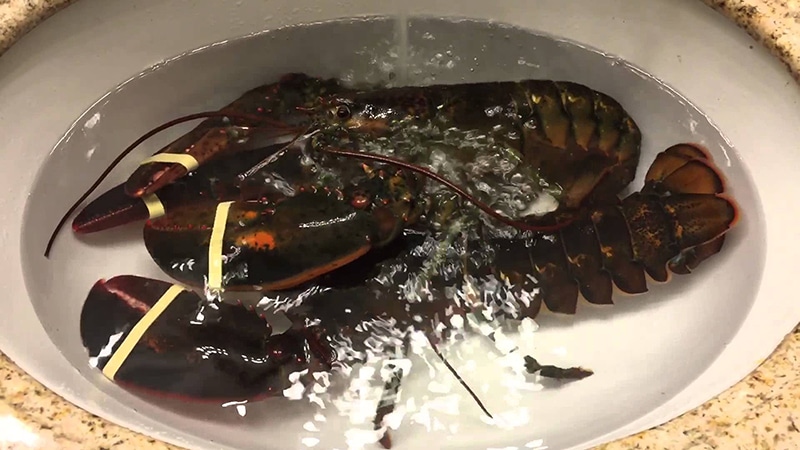 how-to-keep-lobster-live