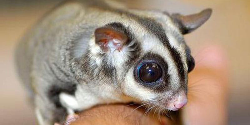 Hygrometer Benefits-Caring for Exotic Pets
