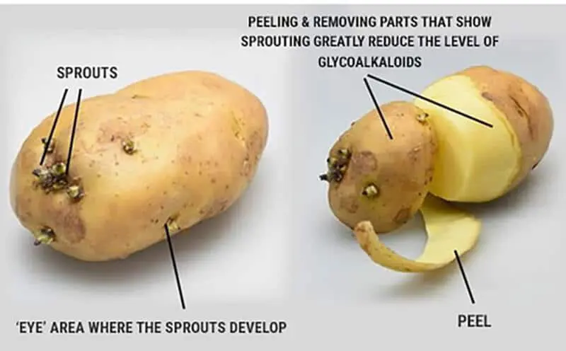 batatas cruas substâncias tóxicas